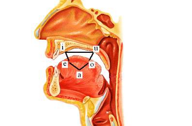 CURSO TEÓRICO PRÁCTICO ACTUALIZACIÓN EN ESTRATEGIAS PARA TERAPIA ARTICULATORIA